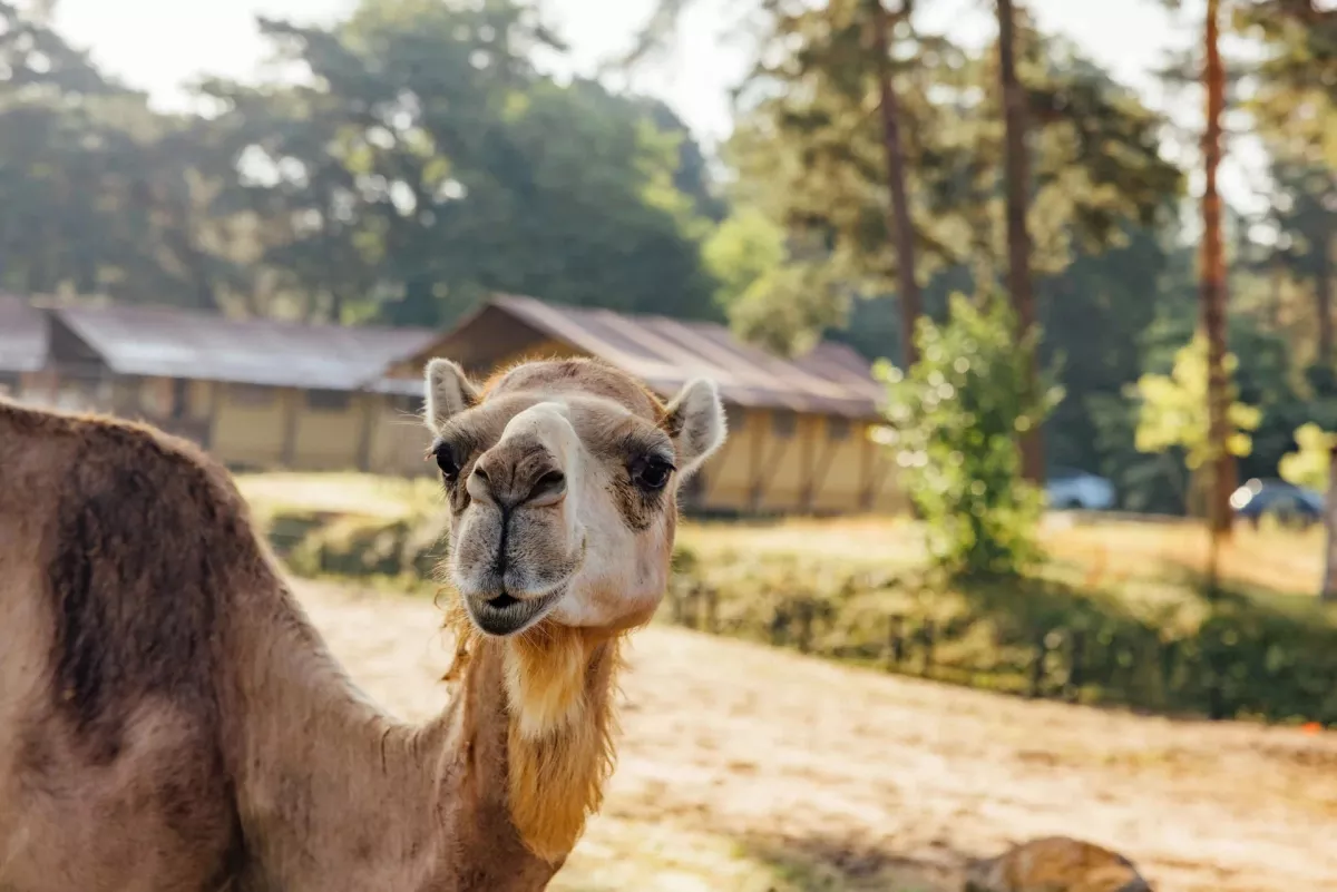 Приключение в света на дивата природа - Сафари парк Beekse Bergen край Айндховен, Нидерландия! 5 дни, 4 нощувки в Lake Resort, самолетен билет и автомобил!